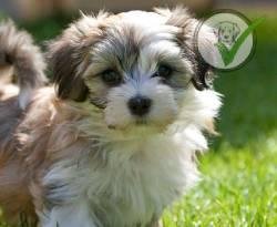 Havanese