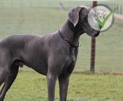 Great Dane