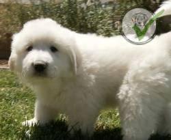 Great Pyrenees