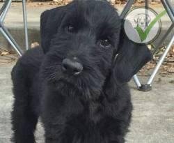 Giant Schnauzer