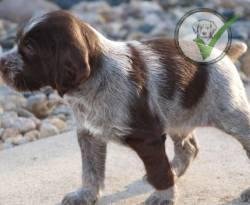 German Wirehaired Pointer