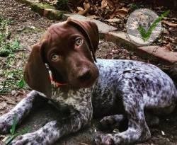 German Shorthaired Pointer