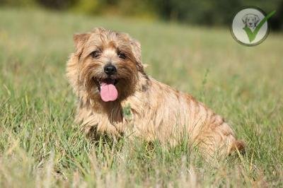 Norfolk Terrier