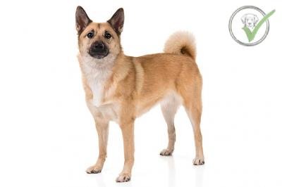 Norwegian Buhund