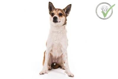 Norwegian Lundehund