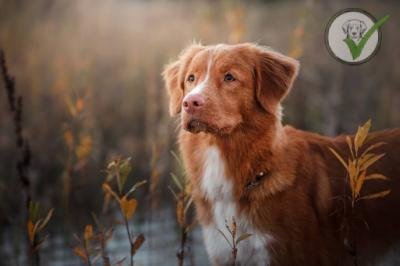 Nova Scotia Duck Tolling Retriever