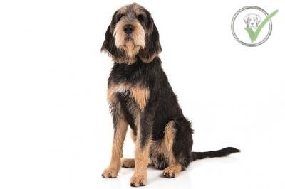 Otterhound
