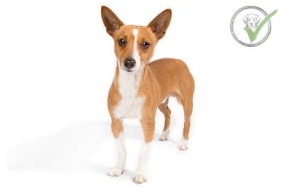 Portuguese Podengo Pequeno