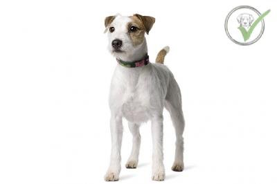 Parson Russell Terrier