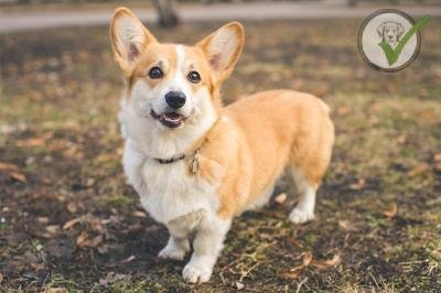 Pembroke Welsh Corgi