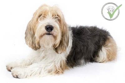 Petit Basset Griffon Vendéen