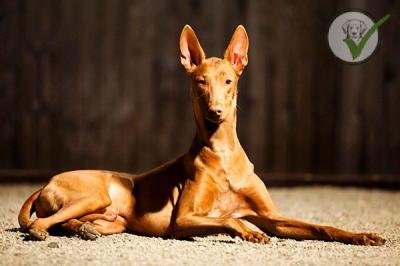 Pharaoh Hound
