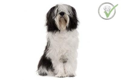 Polish Lowland Sheepdog