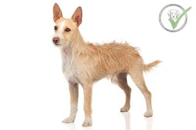 Portuguese Podengo