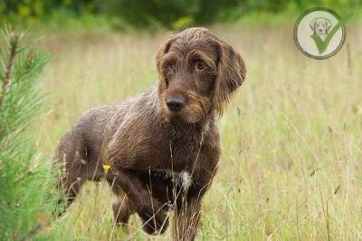 Pudelpointer