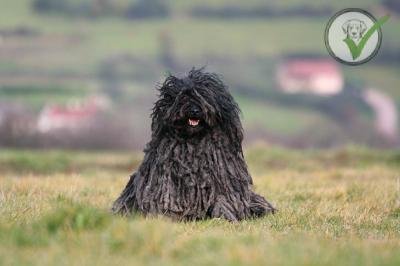 Puli