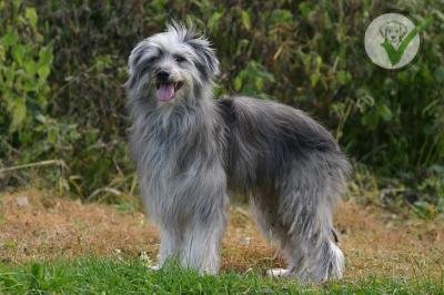 Pyrenean Shepherd