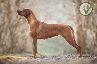 Rhodesian Ridgeback