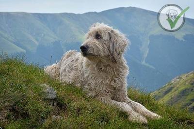 Romanian Mioritic Shepherd Dog