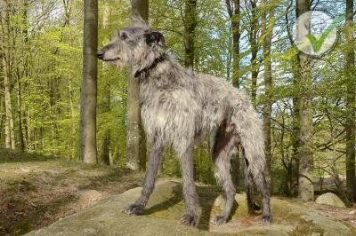 Scottish Deerhound