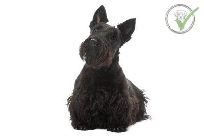 Scottish Terrier