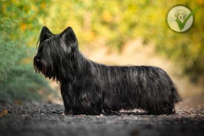 Skye Terrier
