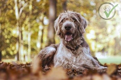 Slovakian Wirehaired Pointer