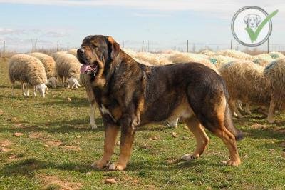 Spanish Mastiff