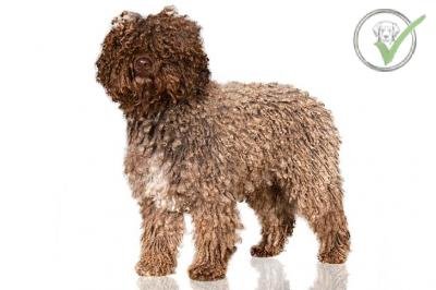 Spanish Water Dog