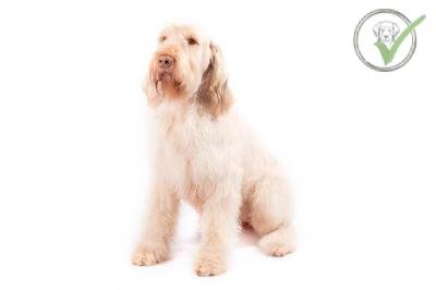 Spinone Italiano