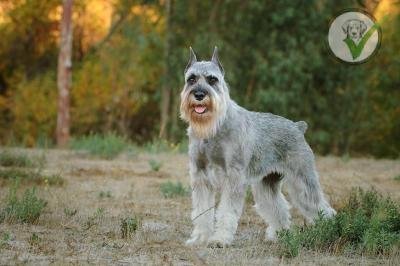 Standard Schnauzer