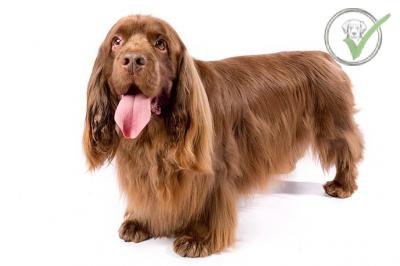 Sussex Spaniel