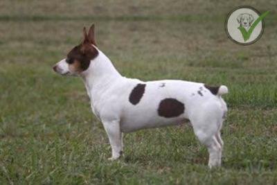 Teddy Roosevelt Terrier