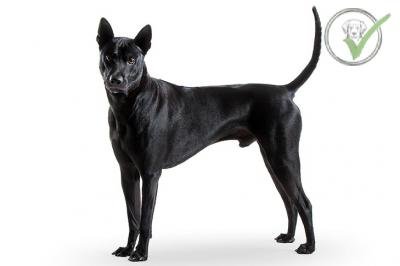 Thai Ridgeback