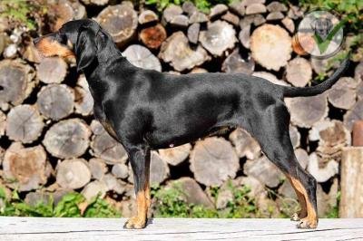 Transylvanian Hound