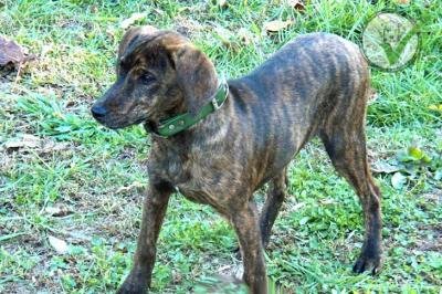 Treeing Tennessee Brindle