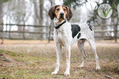 Treeing Walker Coonhound
