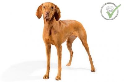 Vizsla