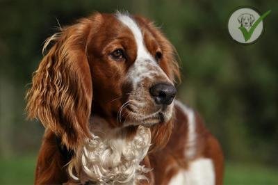 Welsh Springer Spaniel