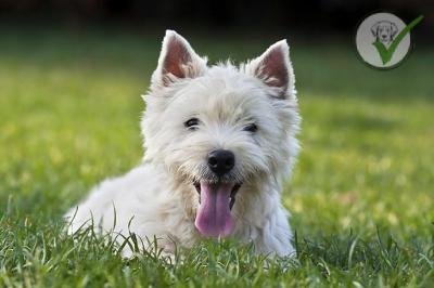 West Highland White Terrier