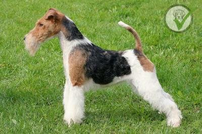 Wire Fox Terrier