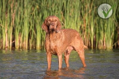 Wirehaired Vizsla