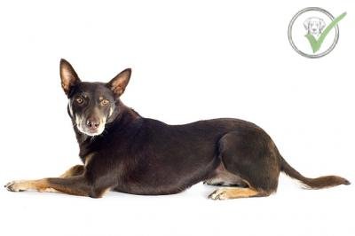 Working Kelpie