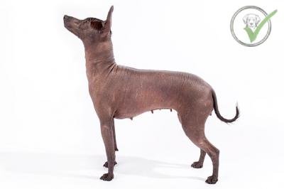Xoloitzcuintli