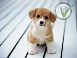 Shetland Sheepdog