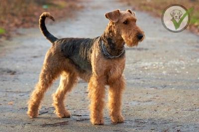 Airedale Terrier