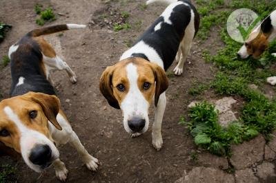 American Foxhound